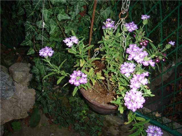 verbena